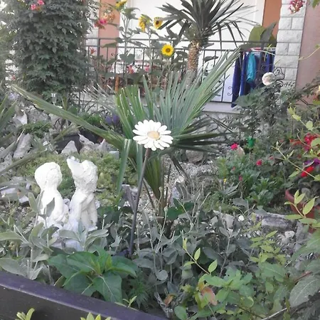 Ruza * Selce